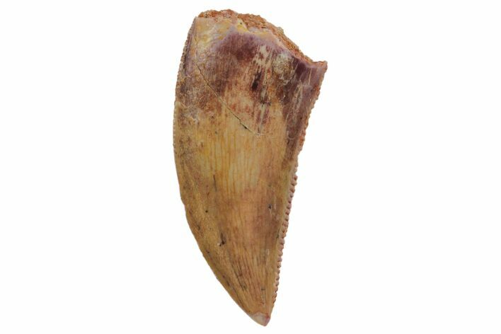 Serrated, Raptor Tooth - Real Dinosaur Tooth #124021